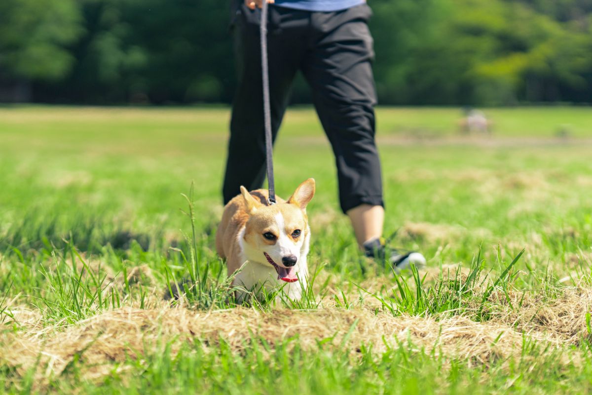 08_038_R2_0203-1200x800 本来の自分に返る時間を、愛車と愛犬とともに。 「トナーレQ4ヴェローチェ」オーナーインタビュー